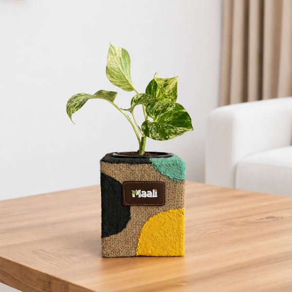 Money Plant Marble Queen