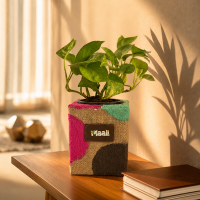 Money Plant Green