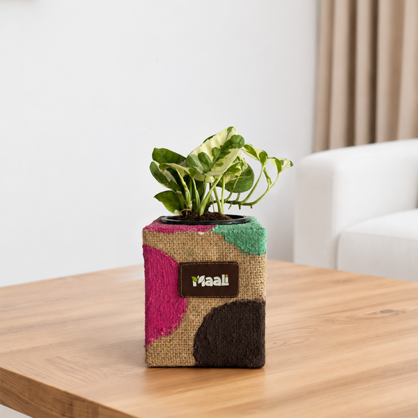 Money Plant N'Joy