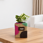 Money Plant N'Joy