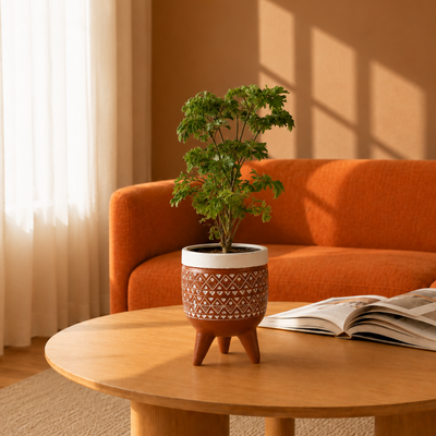 Aralia Dwarf