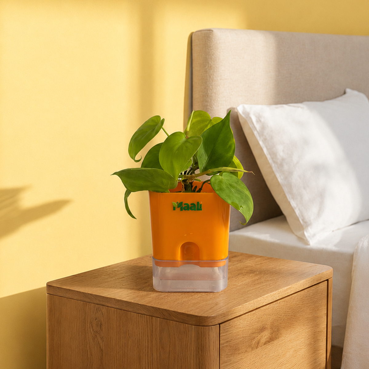 Money Plant Neon
