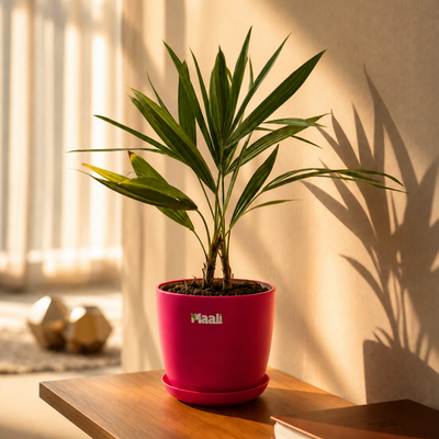 Areca Palm