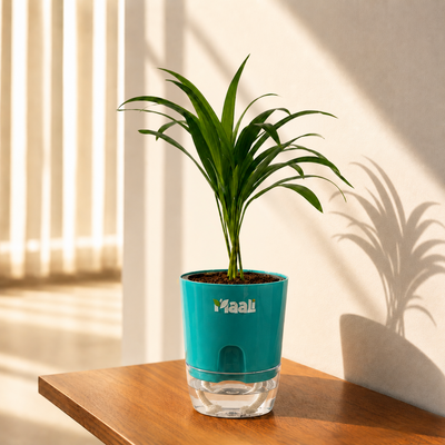 Areca Palm