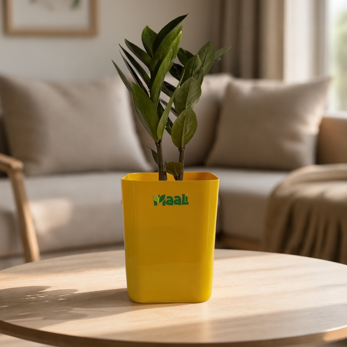 ZZ Plant