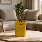 ZZ Plant