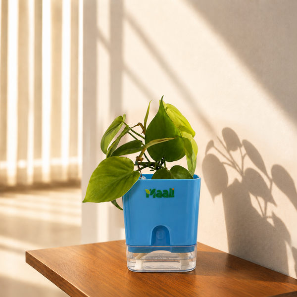 Money Plant Green