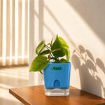 Money Plant Green