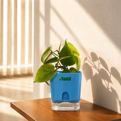 Money Plant Green