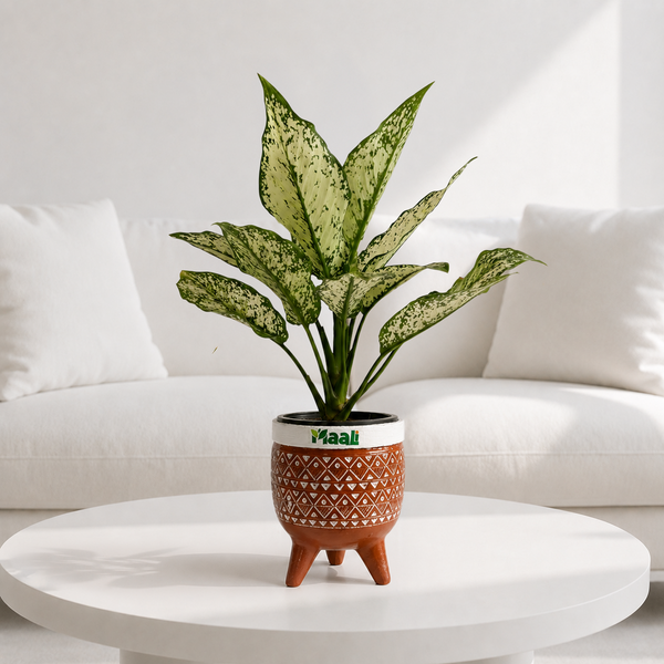 Aglaonema Snow White