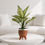 Aglaonema Snow White