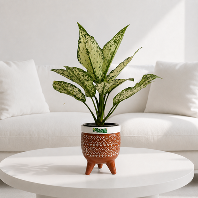 Aglaonema Snow White