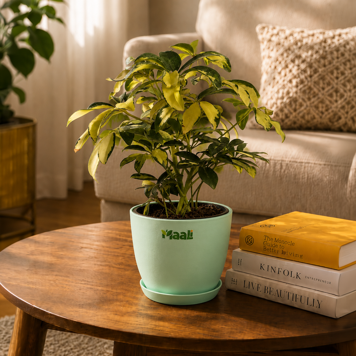 Schefflera