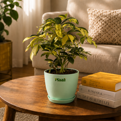 Schefflera
