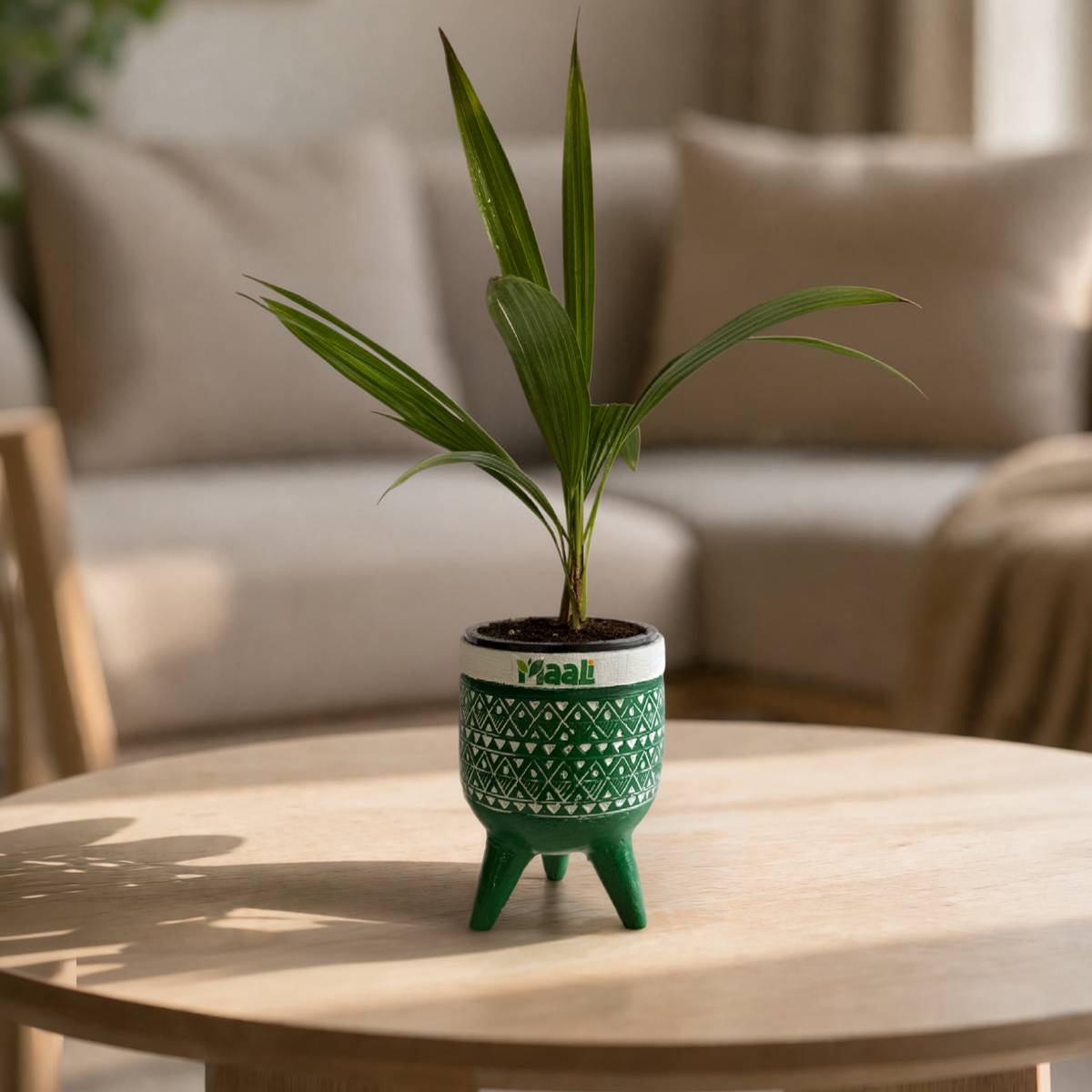 China Palm