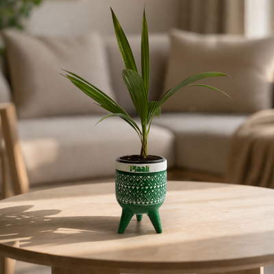 China Palm