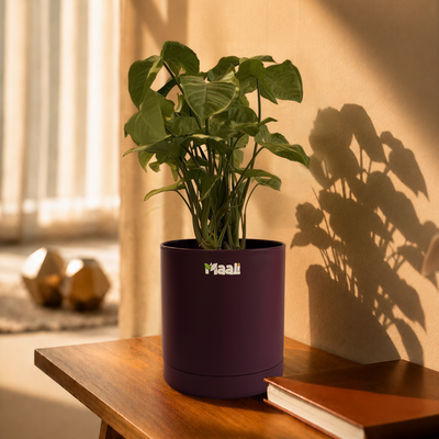 Syngonium White