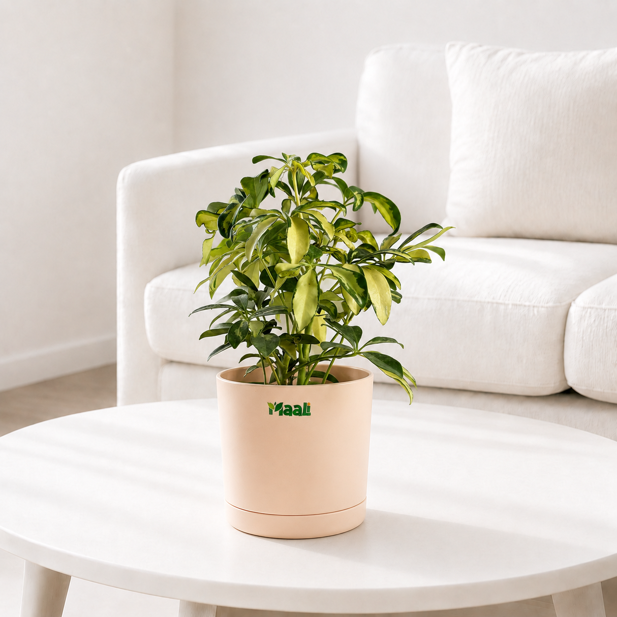 Schefflera
