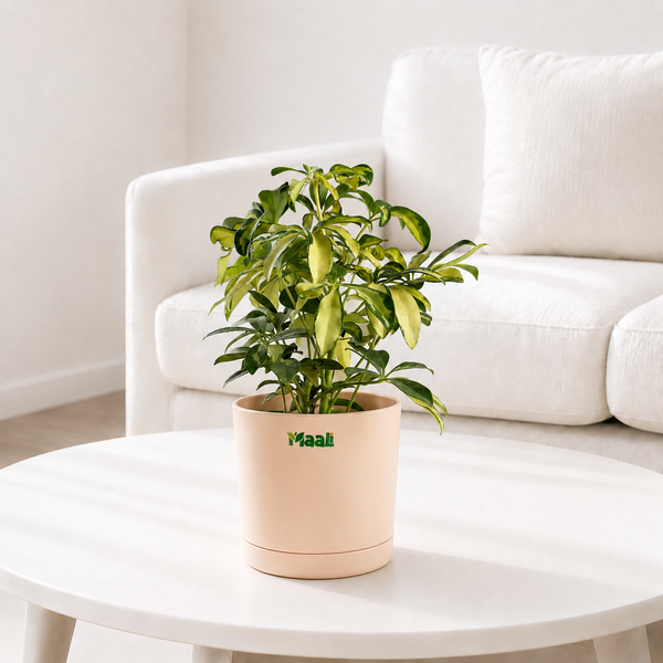 Schefflera