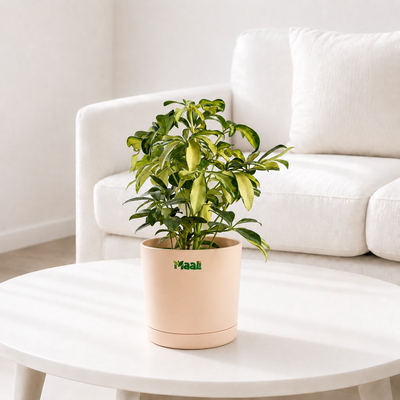 Schefflera