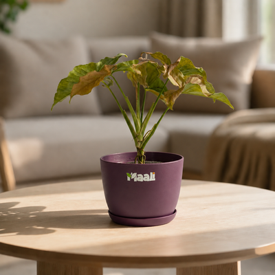 Syngonium Pink