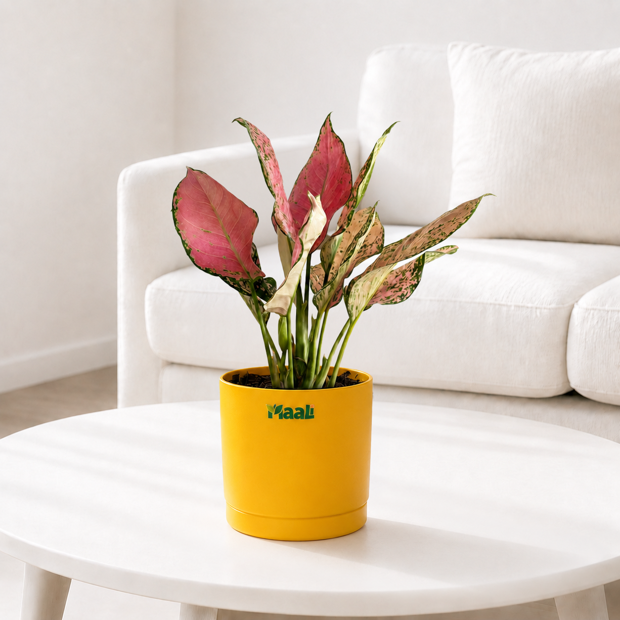 Aglaonema Pink