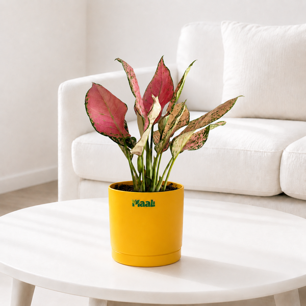 Aglaonema Pink
