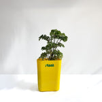 Aralia Dwarf
