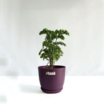 Aralia Dwarf