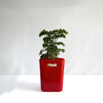 Aralia Dwarf