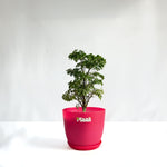 Aralia Dwarf