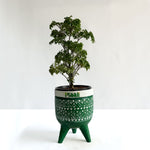 Aralia Dwarf