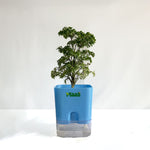 Aralia Dwarf