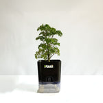 Aralia Dwarf