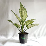 Aglaonema Snow White