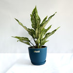 Aglaonema Snow White