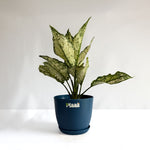 Aglaonema Snow White