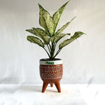 Aglaonema Snow White