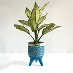 Aglaonema Snow White