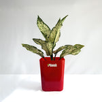 Aglaonema Snow White