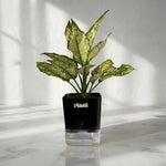 Aglaonema Snow White