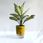 Aglaonema Snow White