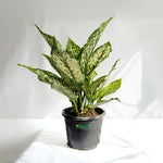 Aglaonema Snow White