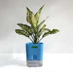 Aglaonema Snow White