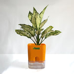 Aglaonema Snow White