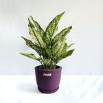 Aglaonema Snow White