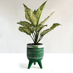 Aglaonema Snow White