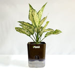 Aglaonema Snow White