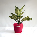 Aglaonema Snow White