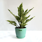 Aglaonema Snow White